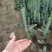 蓝山小苗裸根苗杯苗定植,东北货源耐寒品质好。