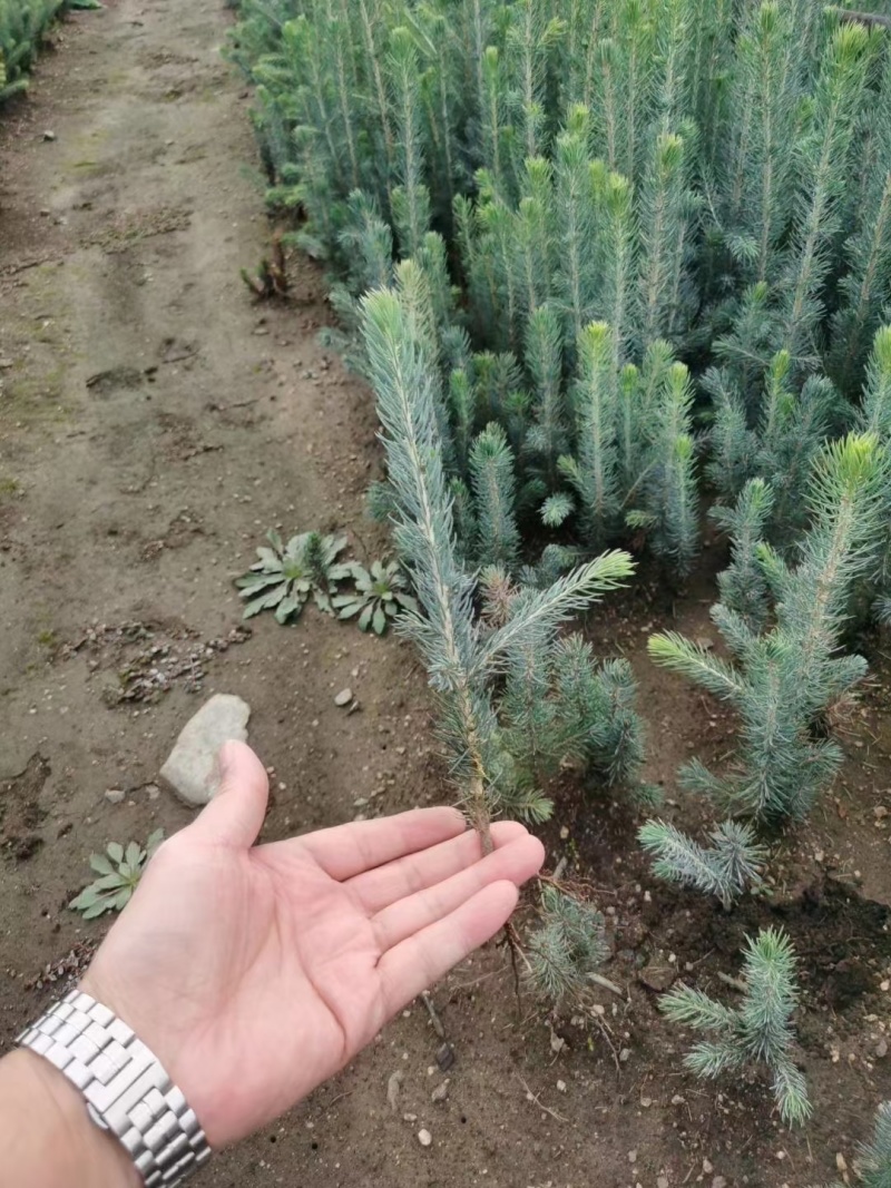 蓝山小苗裸根苗杯苗定植，东北货源耐寒品质好。