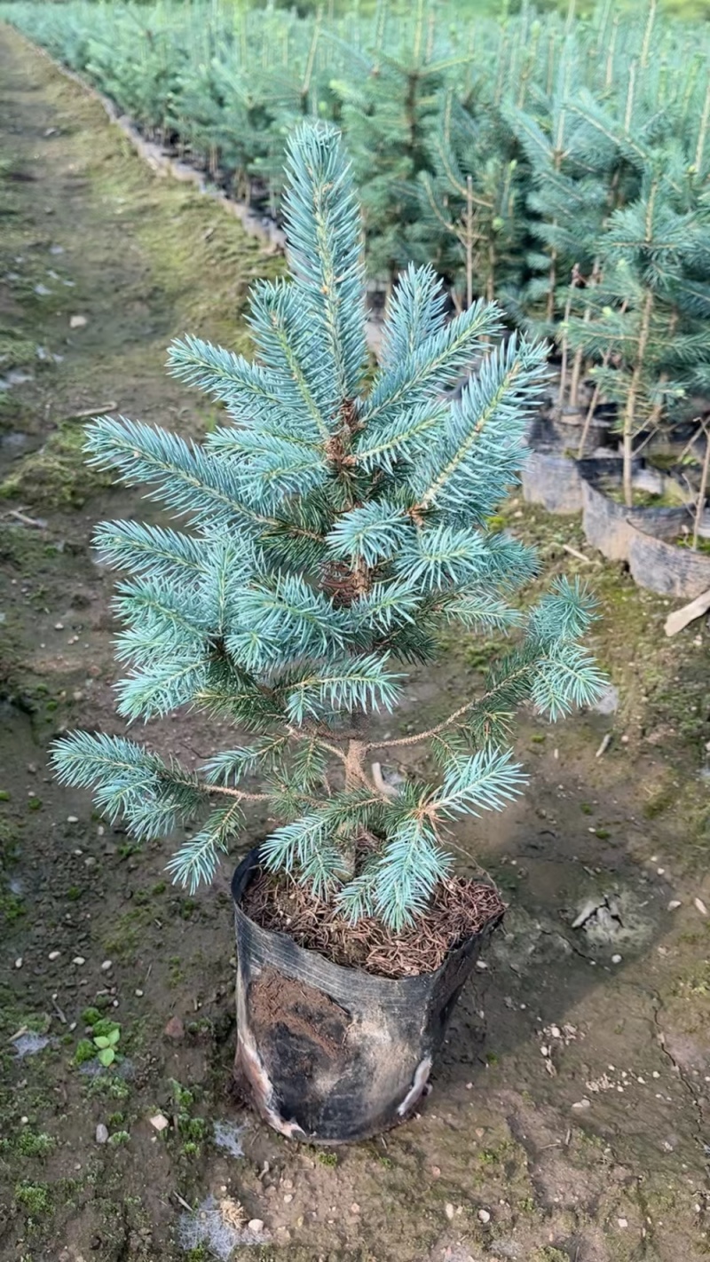 蓝山小苗裸根苗杯苗定植，东北货源耐寒品质好。