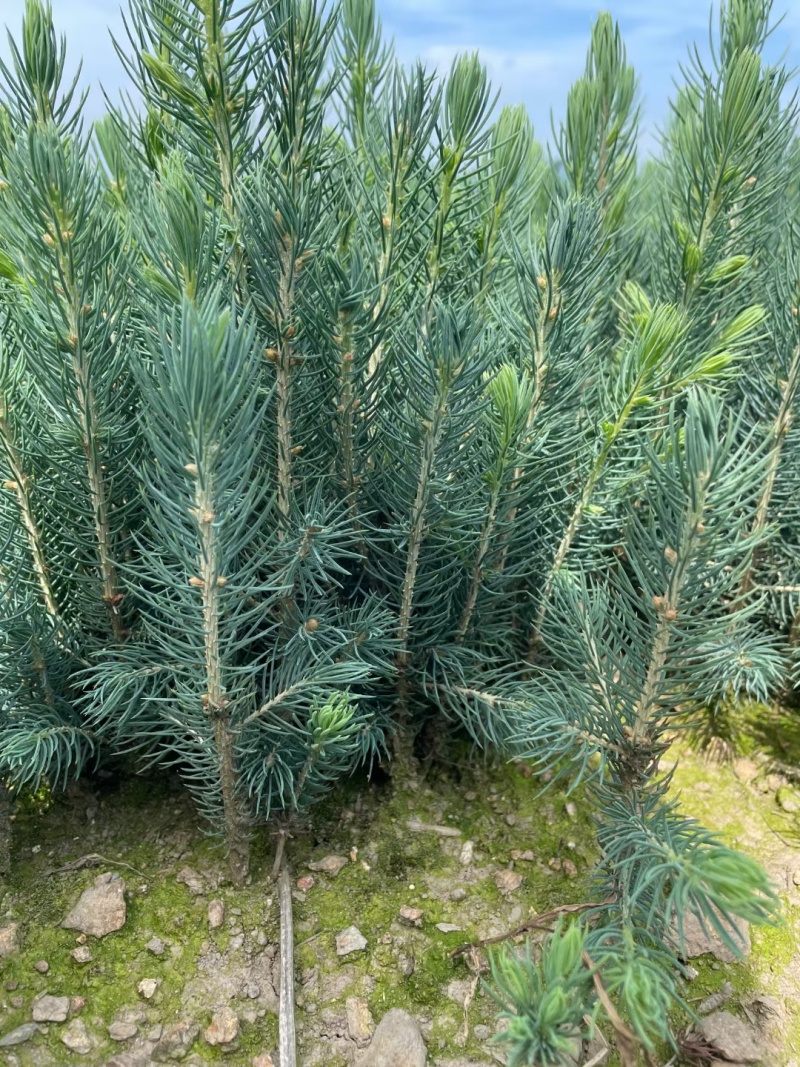 蓝山小苗裸根苗杯苗定植，东北货源耐寒品质好。