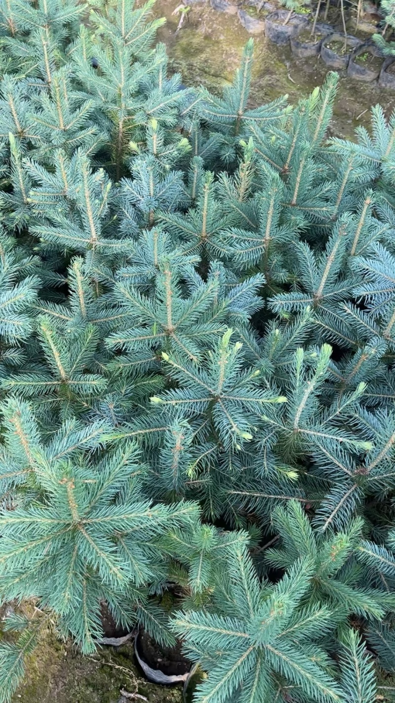 蓝山小苗裸根苗杯苗定植，东北货源耐寒品质好。