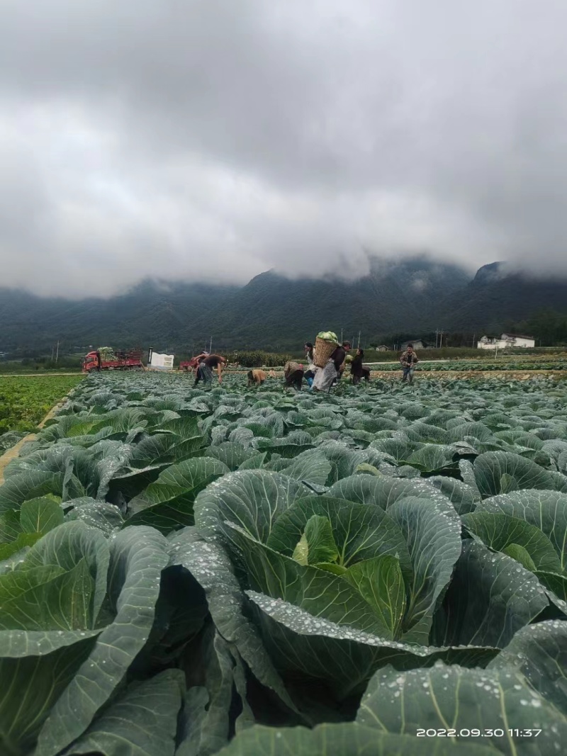 《实力》高山莲花白四川精品甘蓝对接全国商超批发