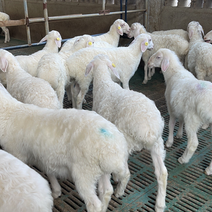湖羊35-40斤左右选用刚断奶15天左右的小羔羊