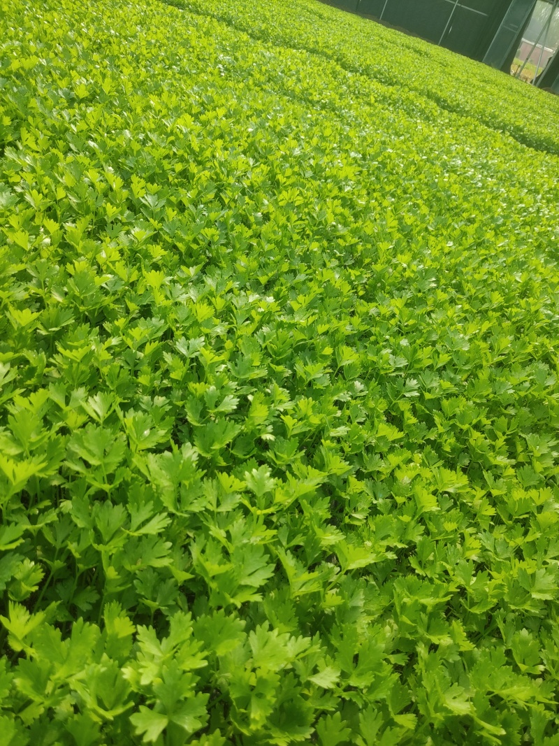 穴盘芹菜苗量大从优供应全国各地渠道包技术保成活率