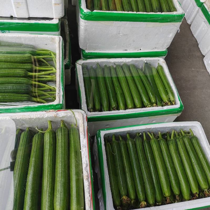 精品露天油皮丝瓜质量有保障