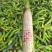 花糯玉米.花玉米.白玉米.水果玉米，黑玉米.产地现货