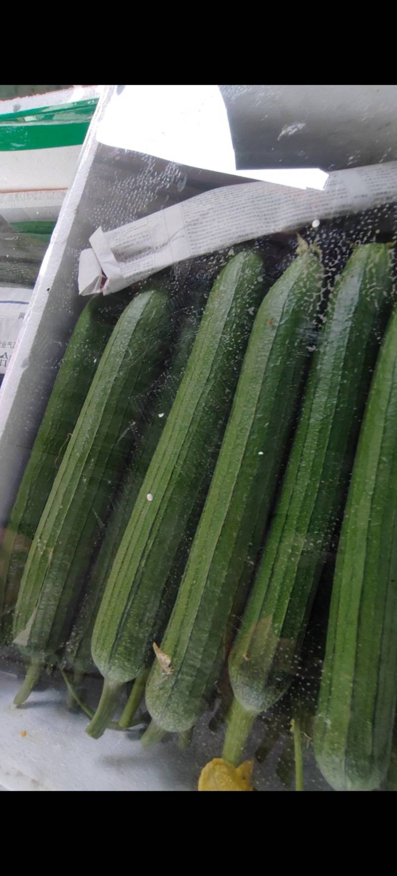 精品露天油皮丝瓜质量有保障