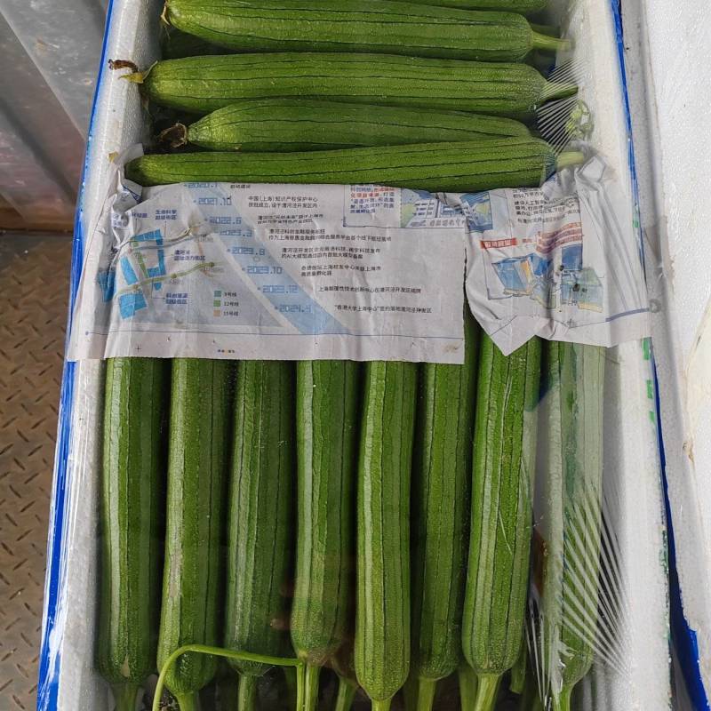 精品露天油皮丝瓜