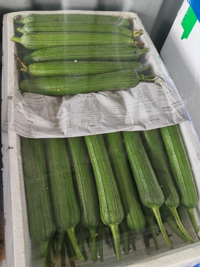 精品露天油皮丝瓜