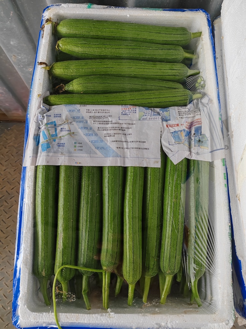 精品露天油皮丝瓜