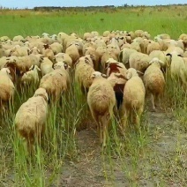 新疆慰犁县罗布羊肉产地批发价格品质保证欢迎来电