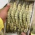 [好货推荐]精品海捕越南黑虎虾品质保障货源充足
