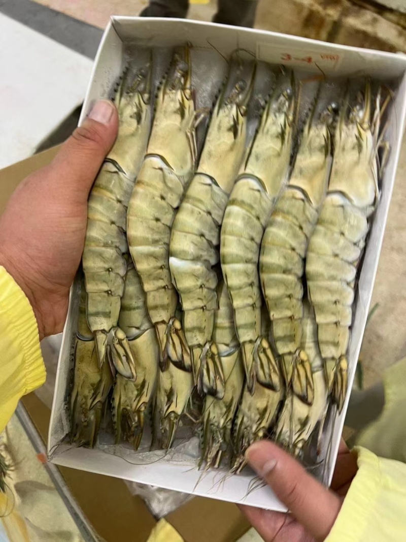[好货推荐]精品海捕越南黑虎虾品质保障货源充足