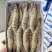 [好货推荐]精品海捕越南黑虎虾品质保障货源充足