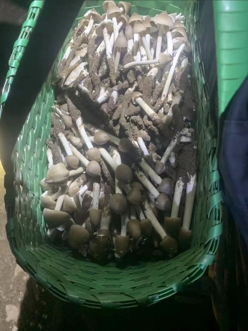 大量野生夏至菌，鸡纵菌，自蚁菌上市中产地直发全球