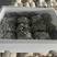 小叶黑平菇鲜平菇大量供应基地直发量大从优欢迎咨询
