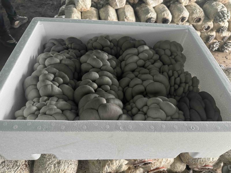 小叶黑平菇鲜平菇大量供应基地直发量大从优欢迎咨询