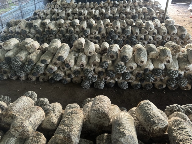 小叶黑平菇鲜平菇大量供应基地直发量大从优欢迎咨询