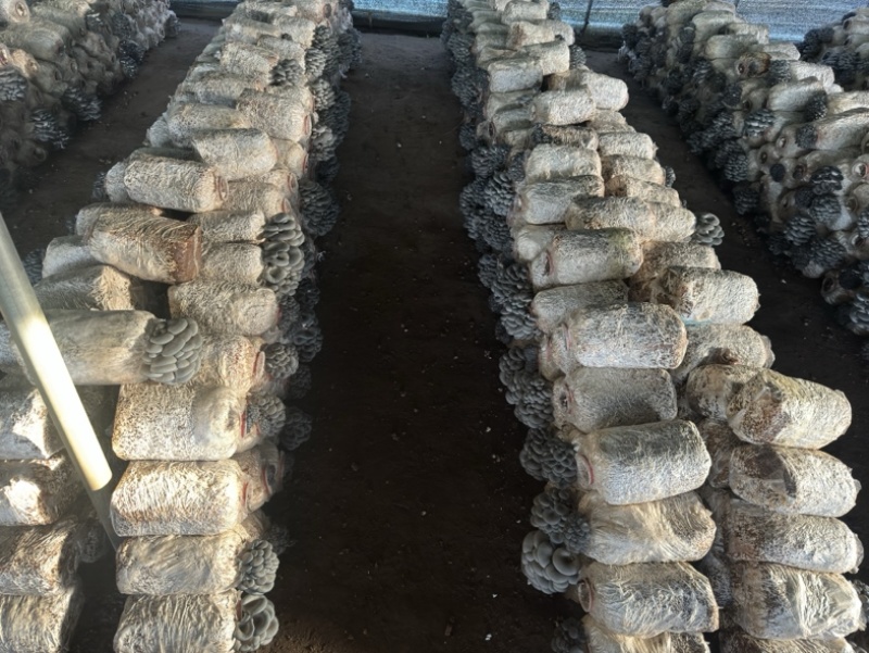 小叶黑平菇鲜平菇大量供应基地直发量大从优欢迎咨询