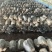 小叶黑平菇鲜平菇大量供应基地直发量大从优欢迎咨询