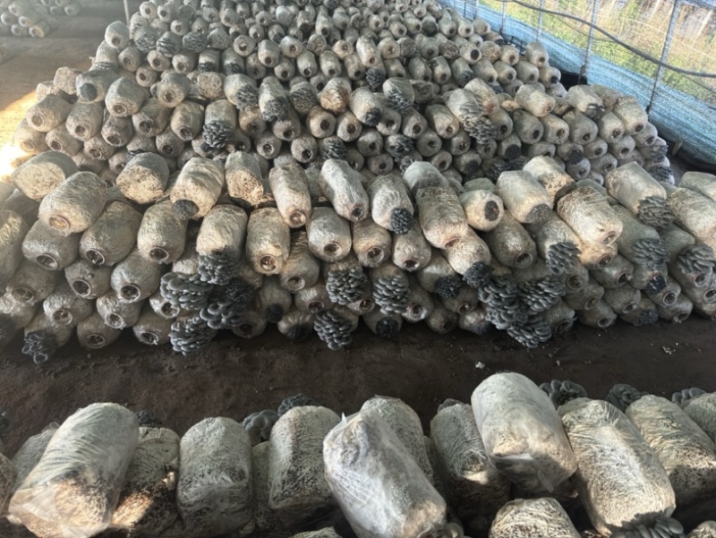 小叶黑平菇鲜平菇大量供应基地直发量大从优欢迎咨询