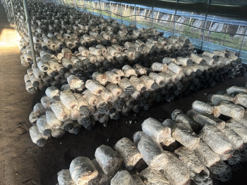 小叶黑平菇鲜平菇大量供应基地直发量大从优欢迎咨询