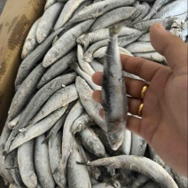 沙丁鱼罐头品质