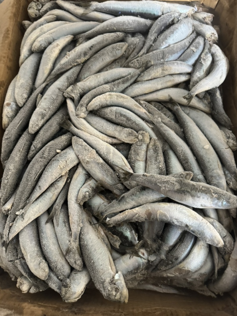 沙丁鱼罐头品质