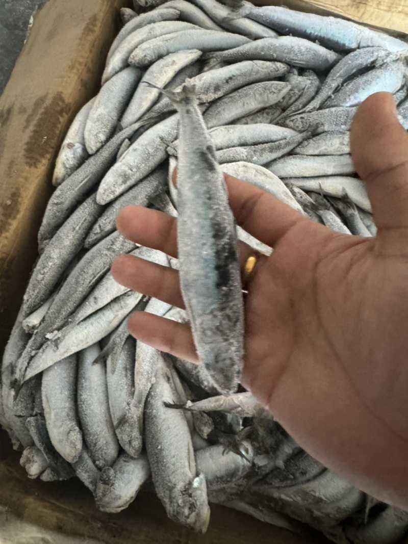 沙丁鱼罐头品质