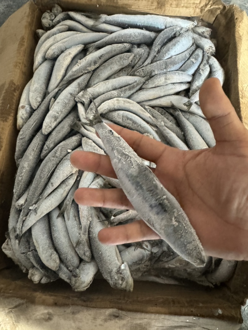 沙丁鱼罐头品质