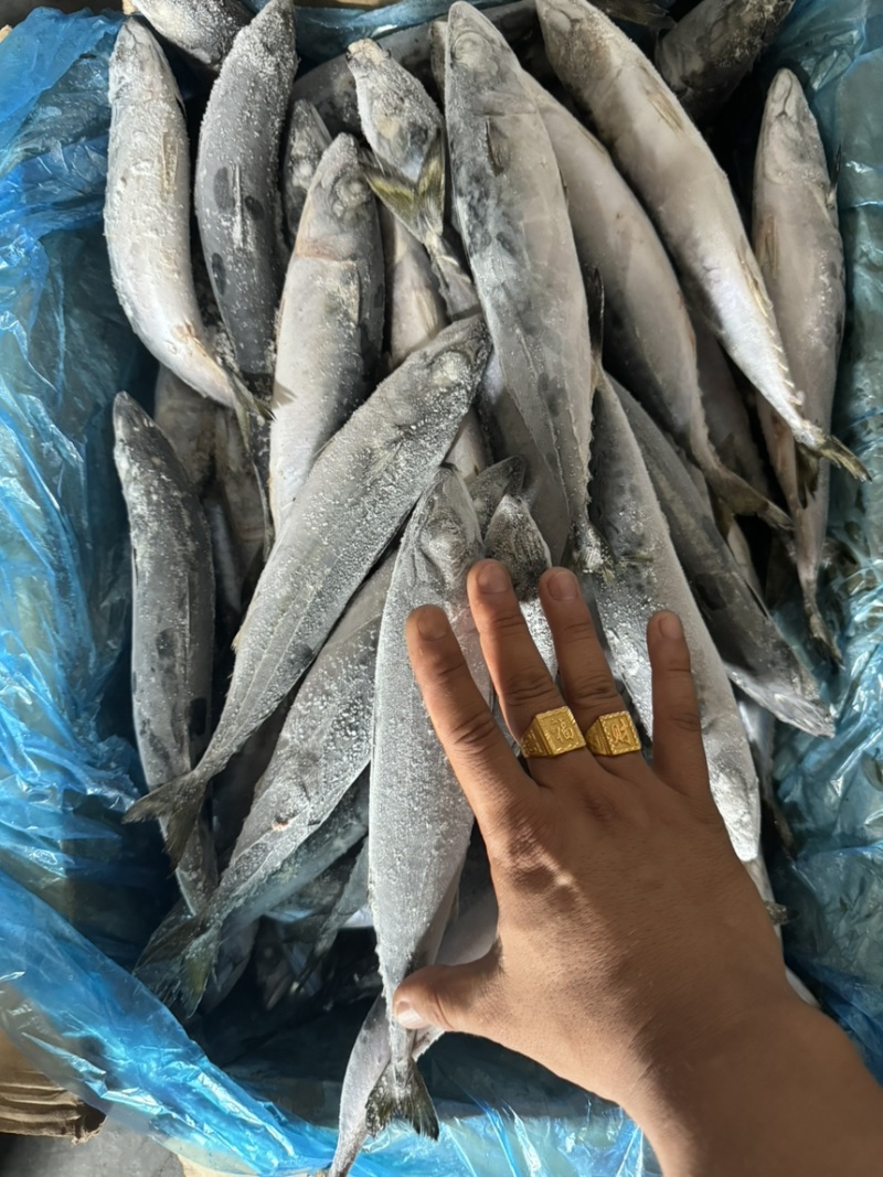 沙丁鱼罐头品质