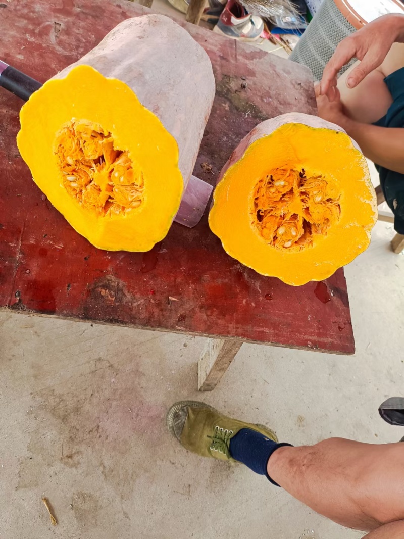 精品老南瓜盘龙204板栗南瓜金韩密本