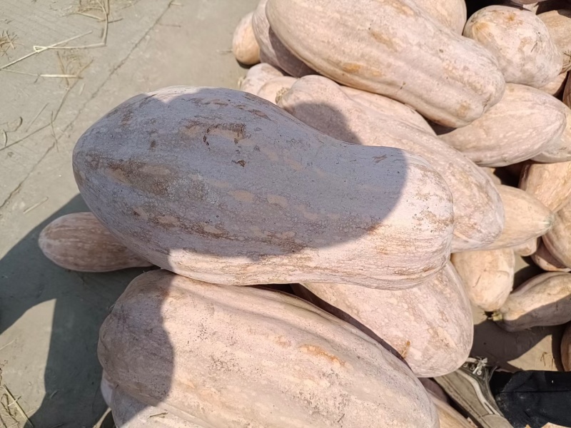 精品老南瓜盘龙204板栗南瓜金韩密本