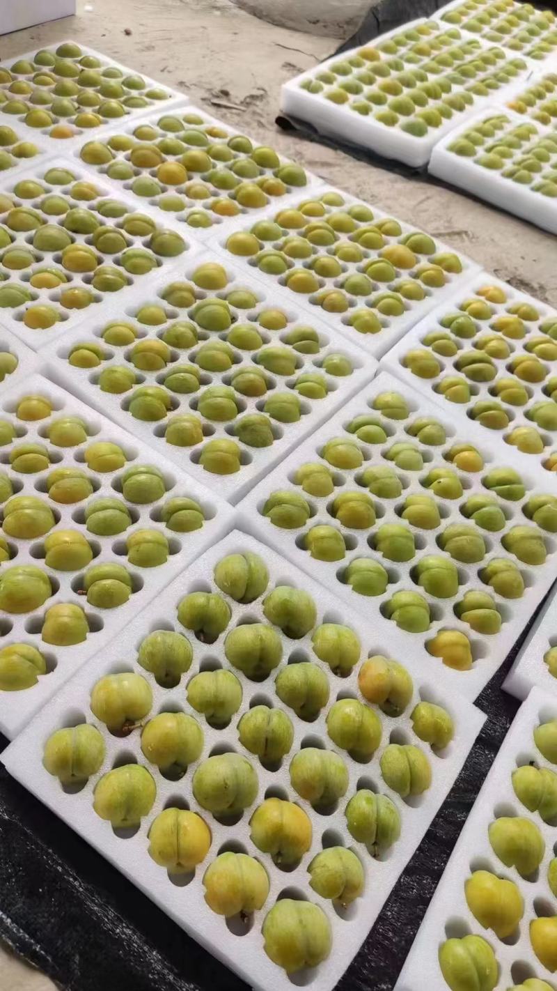 贵州蜂糖李