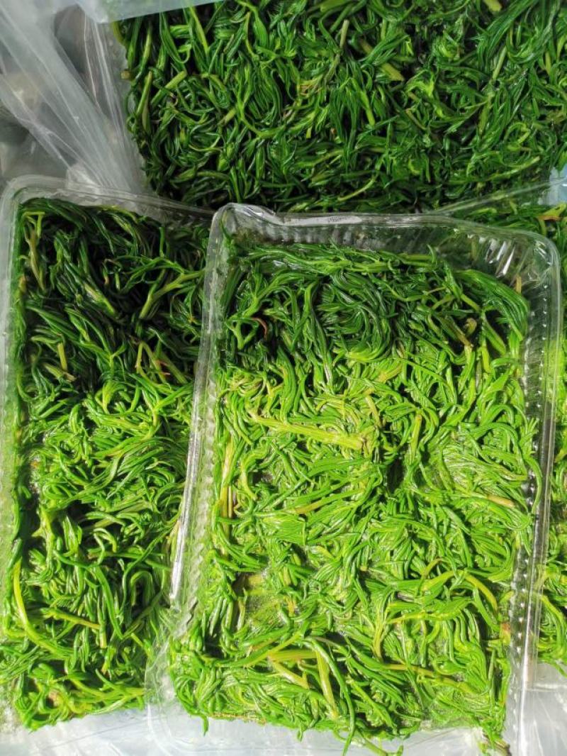 速冻黄须菜托盘套袋碱蓬草
