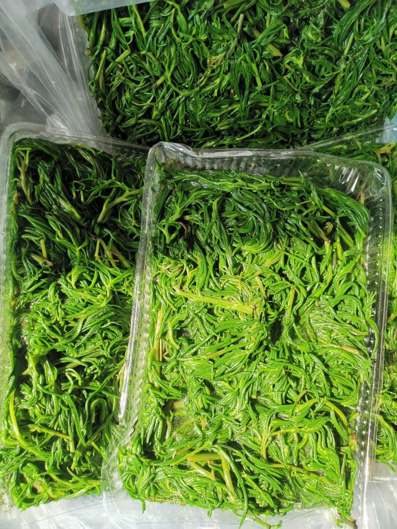 速冻黄须菜托盘套袋碱蓬草