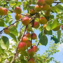 宁夏固原彭阳县《红梅杏》