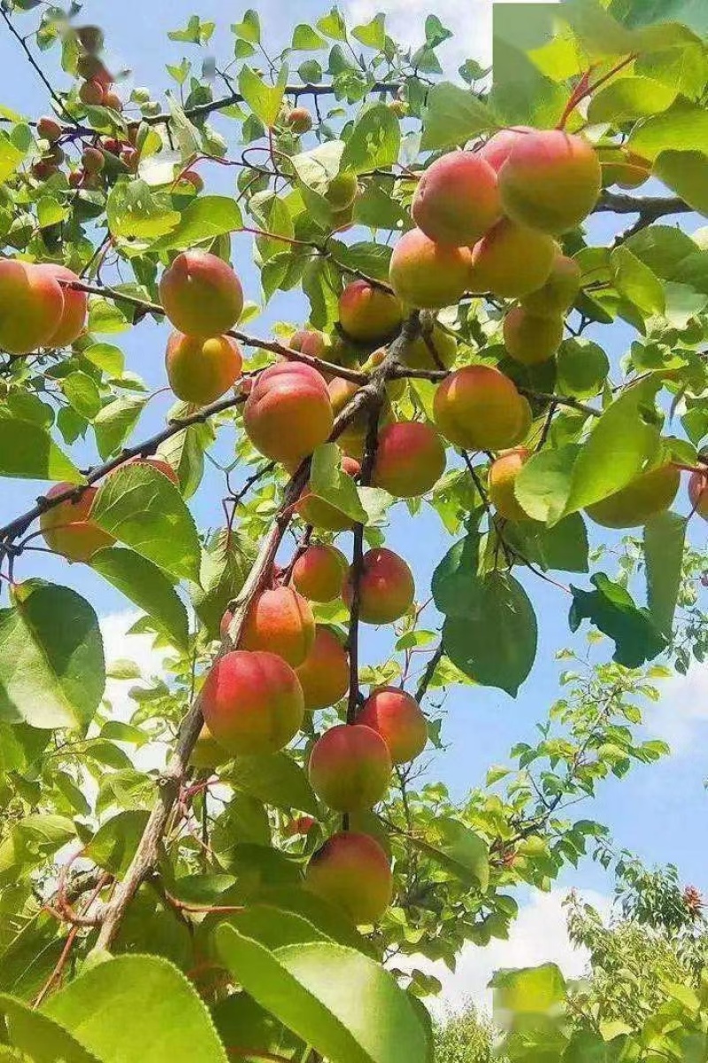 宁夏固原彭阳县《红梅杏》