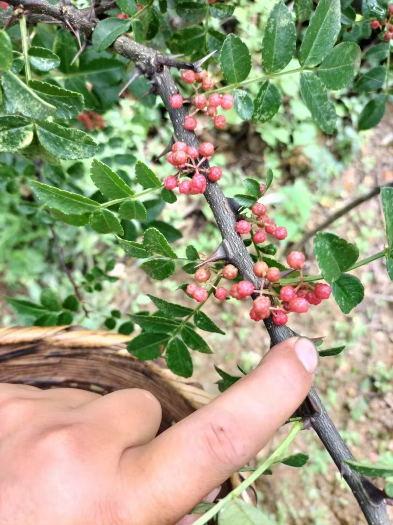 新鲜花椒7月底卖