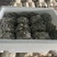 小叶黑平菇鲜平菇大量供应基地直发量大从优欢迎咨询