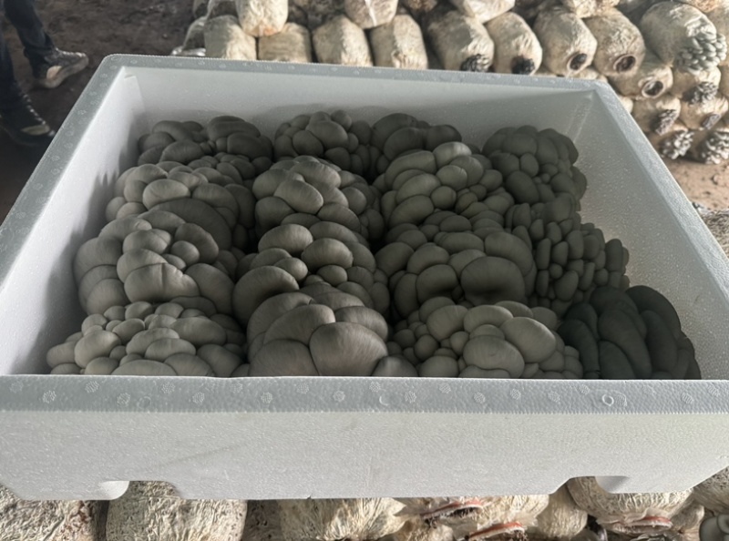 小叶黑平菇鲜平菇大量供应基地直发量大从优欢迎咨询