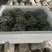 小叶黑平菇鲜平菇大量供应基地直发量大从优欢迎咨询