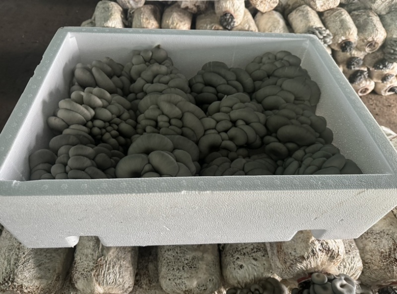 小叶黑平菇鲜平菇大量供应基地直发量大从优欢迎咨询