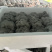 小叶黑平菇鲜平菇大量供应基地直发量大从优欢迎咨询