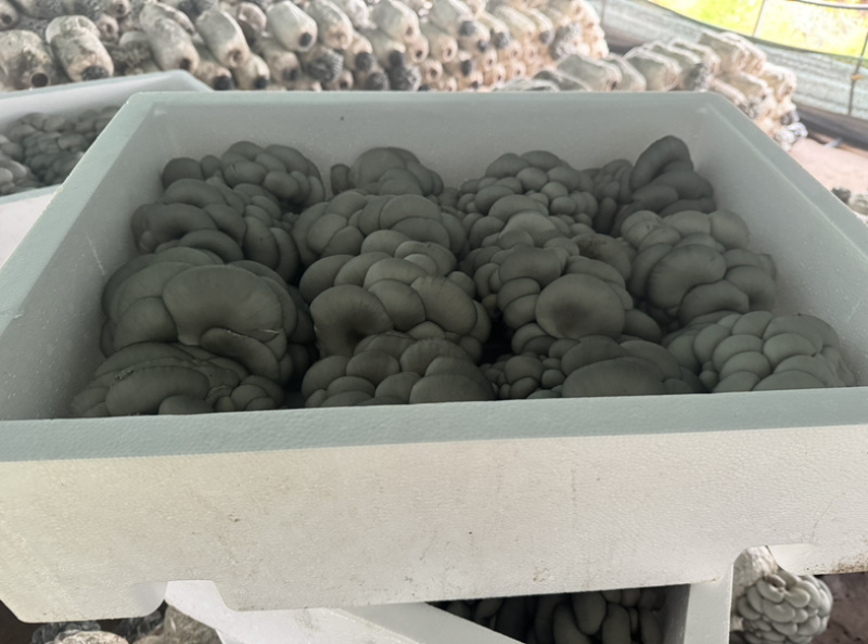 小叶黑平菇鲜平菇大量供应基地直发量大从优欢迎咨询