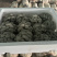 小叶黑平菇鲜平菇大量供应基地直发量大从优欢迎咨询