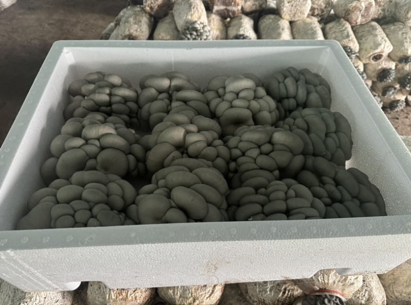 小叶黑平菇鲜平菇大量供应基地直发量大从优欢迎咨询