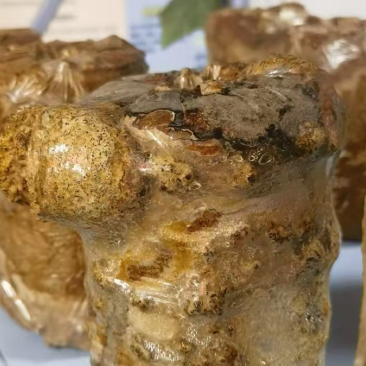 桦树茸白桦茸桦褐孔菌菌包菌棒出菇包