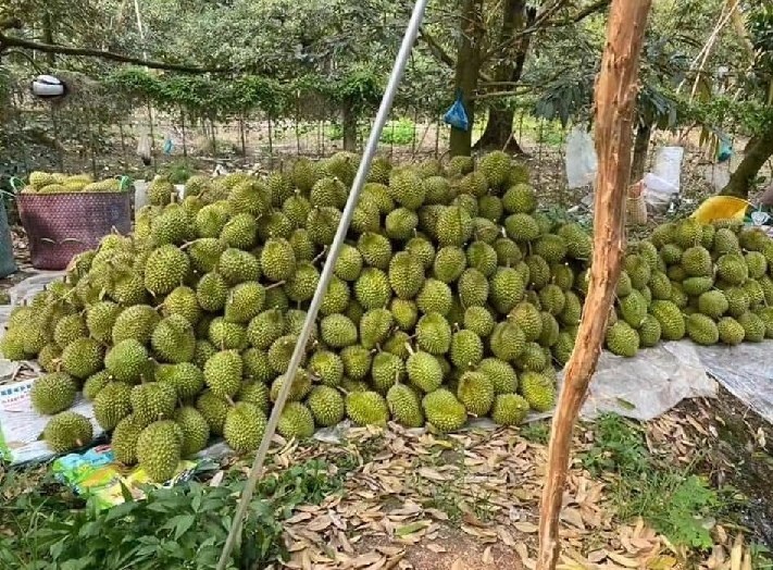 热带果园航拍视角,左侧区域果树挂有长椭圆形果实,工人正在用剪刀和网兜采摘金枕头榴莲;右侧区域果树结出较圆果实,另一组工人佩戴手套处理诺卡吉榴莲。地面标识牌分别写着'Monthong'与'Nakai',阳光充足,背景为泰国乡村地貌 泰国果园中工人采摘金枕头与诺卡吉榴莲场景
