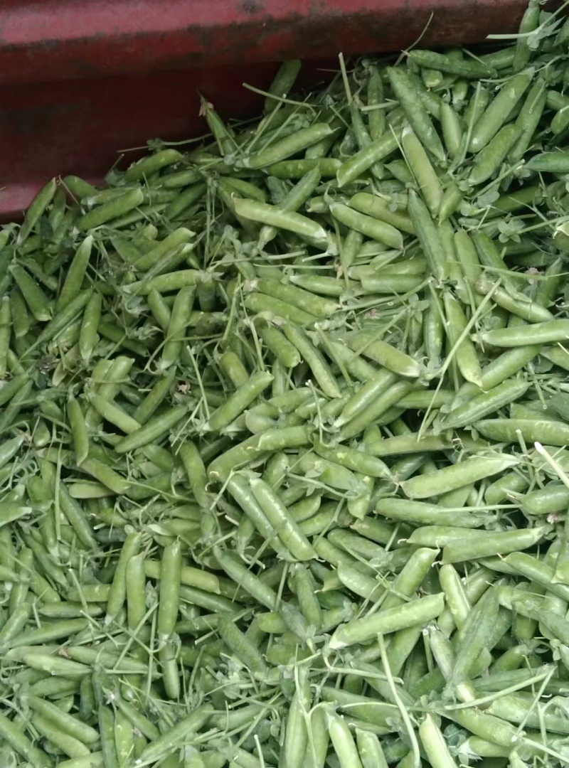 豌豆